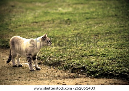 cat standing on the ground in vintage dry paint