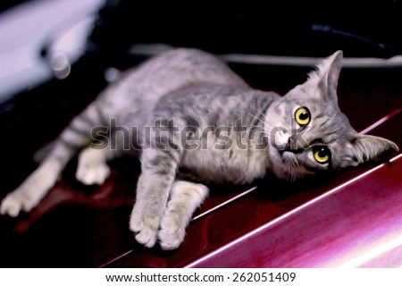 soft focus image of cat laying on car in dry paint