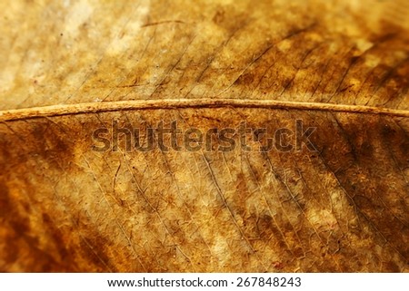 surface of dry banana leaf in dark vintage dry paint