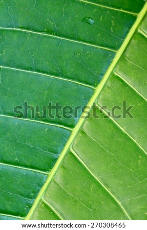 image of surface of mango leaf in dry paint