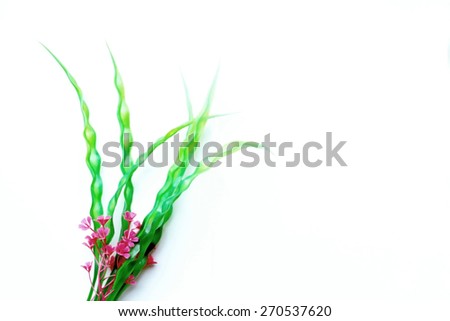 pink flower marine plant on white background in dry paint