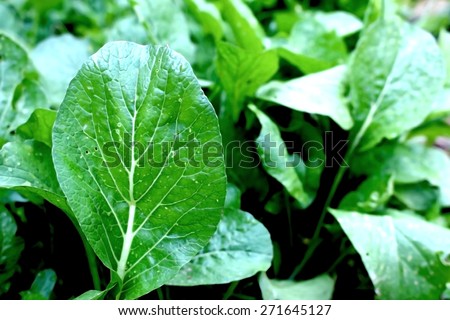 image of closeup in soft focus of lettuce in the plot in dry paint