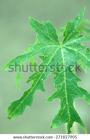 image of papaya leaf in dry paint