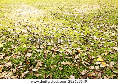 image of dry leave on turf in soft focus