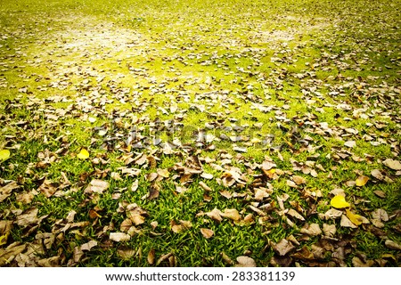 image of dry leave on turf in soft focus