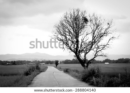 image of dead tree beside the concrete road with black and white tone