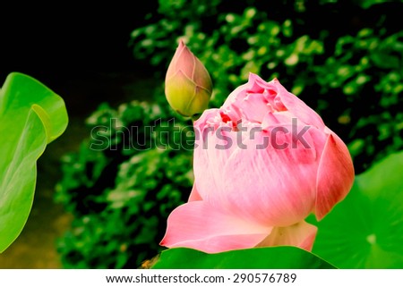 image of budding pink lotus in dry paint