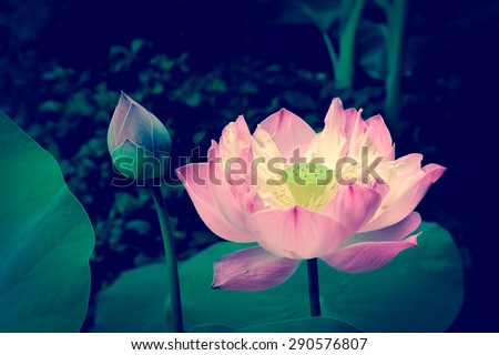 image of blooming pink lotus in dry paint in vintage tone