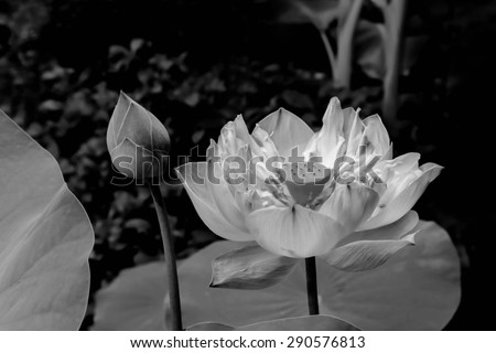 image of blooming pink lotus in dry paint with dark black and white tone