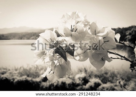 Bunch of orange bougainvillea in day light in dry paint  in dry paint with black and white tone