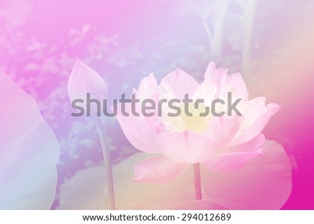 image of blooming pink lotus in dry paint with color filter