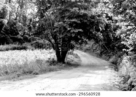image of non-asphalt road in forest in dry paint ,black and white tone