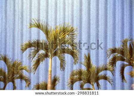 palm tree and blue sky with crepe paper background