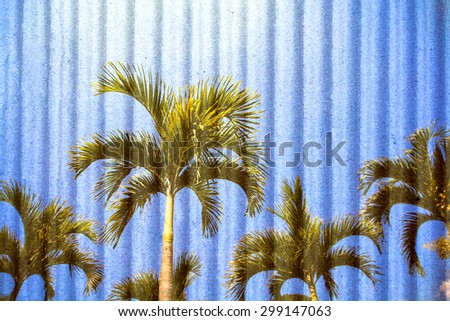 palm tree and blue sky with crepe paper background