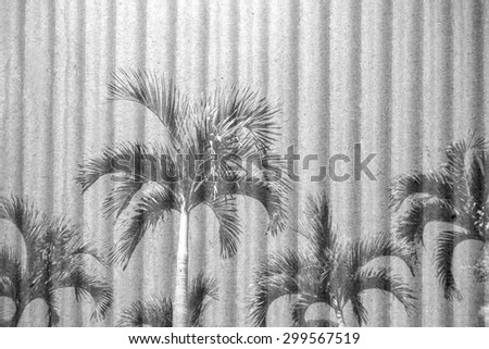 palm tree and blue sky with crepe paper background ,black and white tone blur