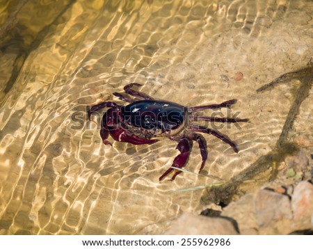 Freshwater crab in water