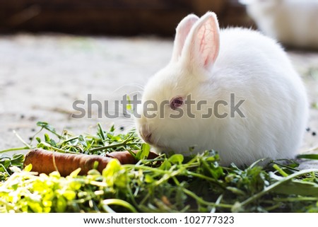 white rabbit eating grass and carrots