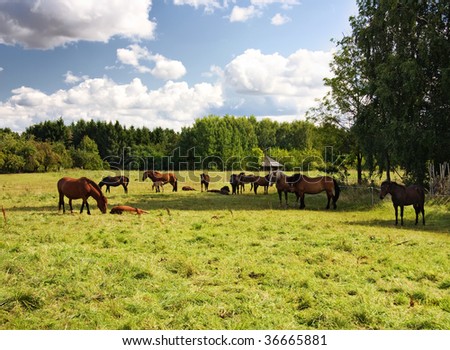herd of horses in the field