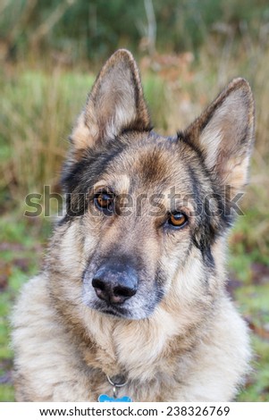 Vertical shot of a German Shepherd dog looking straight at the camera, cropped close around his head. He is wearing a collar and lead.