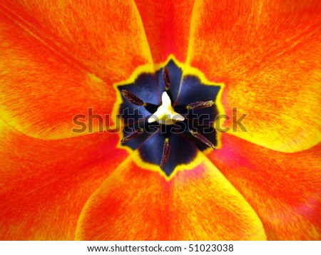 Orange Tulip Inside