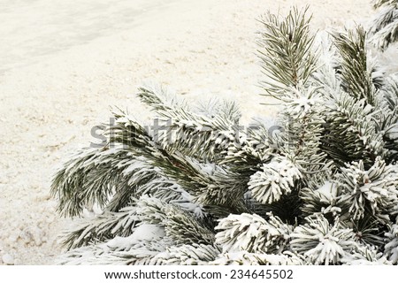 fir tree branch and snow background