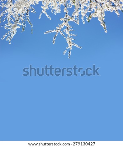 blooming spring branches and blue sky. your text here