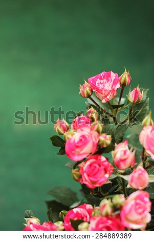 pink roses, floral background, your text here