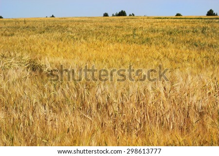 rye field