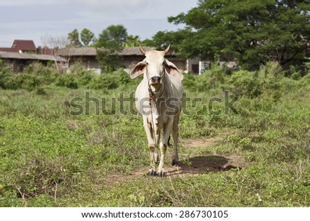 Thailand cow