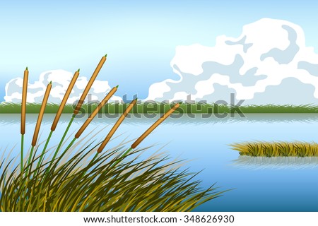 lake scape and reed grass vector