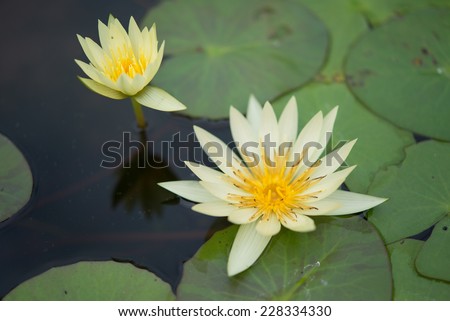 Blooming yellow lotus flower on water