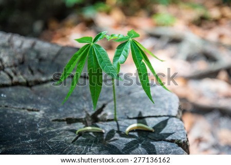 Regeneration and development concept - Small green seedling growing from tree stump