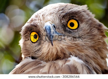 Staring Owl with amazing beautiful yellow eyes