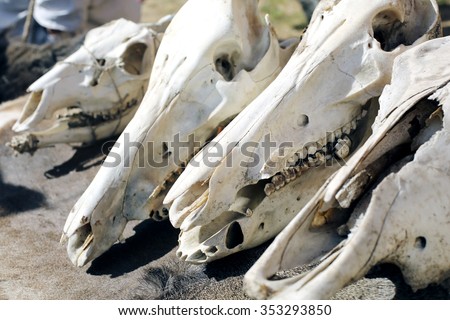 Skulls and bones of horned animals