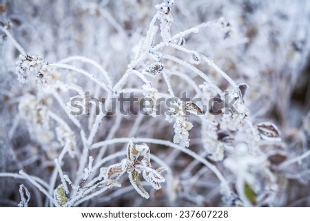 White frost on the branches  on a frosty winter day