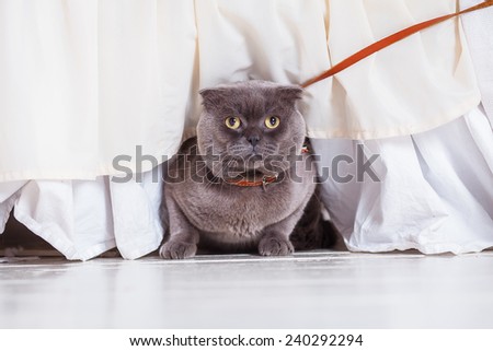 Briton cat on white background