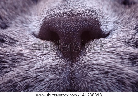 Black nose of a gray cat macro
