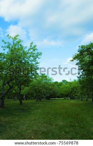 summer forest and meadow against the blue sky