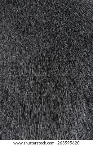 Texture of Smooth animal gray hair close up