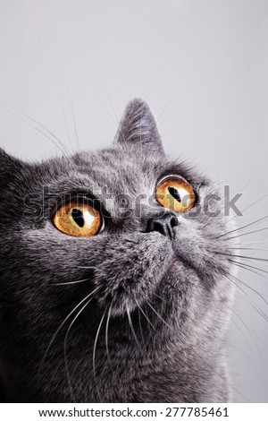 Portrait of young short-haired British gray cat on a white background
