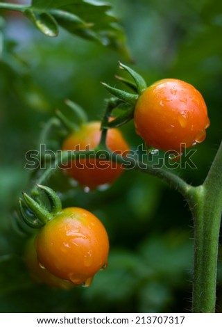 Dew on the cherry tomatoes. Environmentally friendly product, organic gardening.
