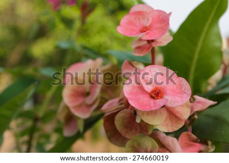 pink, crown of thorns flowers, euphorbia milli desmoul