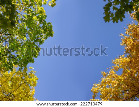 colored autumn trees against the blue sky. Template with space for text and your ideas