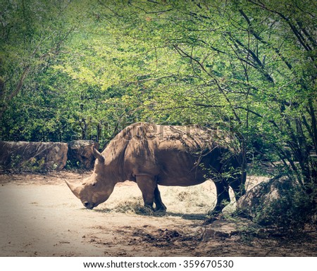 big beautiful rhino walks among the bushes in the afternoon