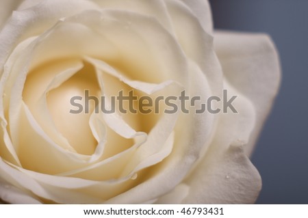 white rose flower. beautiful