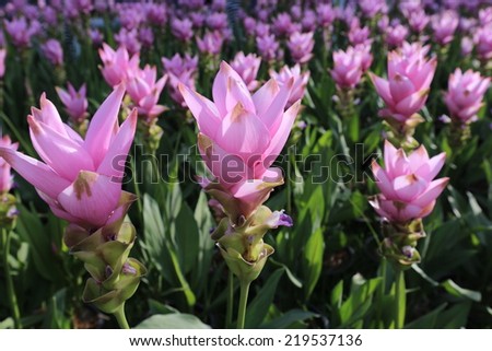 Siam Tulip, Thailand