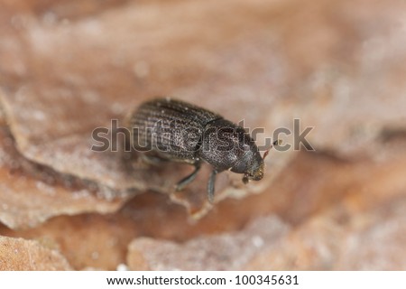 Bark borer beetle on wood, this beetle is a pest on woods, extreme close-up with high magnification