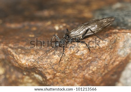 Newly hatched Stonefly, imitations of this insect is often used by fly-fishers, macro photo