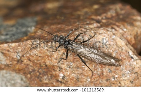 Newly hatched Stonefly, imitations of this insect is often used by fly-fishers, macro photo
