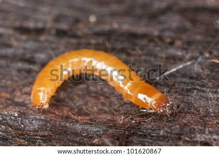 Click beetle larva on wood, extreme close-up with high magnification